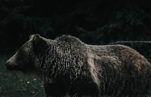 brown bear brown bear bear